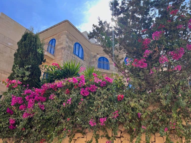 Spring in Malta with flowers in bloom