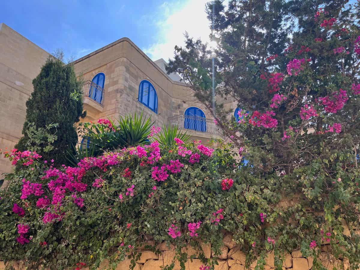 Spring in Malta with flowers in bloom